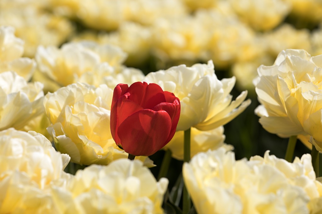 tulp tulpen tulipa natuur hdr tulpenbol liliaceae flora bloem bloemen voorjaar lente tulpenfestival keukenhof festival